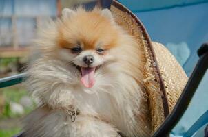 petit chien loulou dans été dans une Soleil chapeau photo