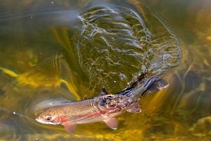 Pêche à la truite dans un petit lac de l'état de Washington photo