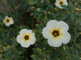 blanc fleurs avec noir centres dans une jardin photo