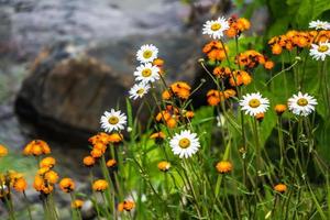 marguerites sauvages le long de la rivière dans le parc national des glaciers du montana photo