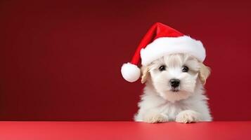 mignonne chien dans santas chapeau avec cadeau boîte photo