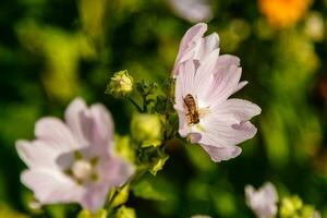 couleurs de champ roses avec des gouttelettes et un poêle recueillant le pollen photo