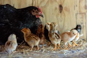 mère poule avec poussins photo