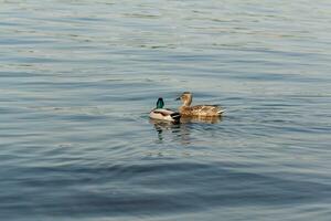 canard et canard flottent sur l'eau photo
