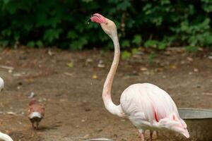 magnifique rose flamants roses avec le bec et ample ailes photo