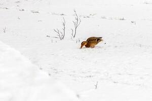 canards et drakes marcher sur neige et sur une congelé Lac photo