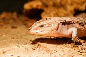 beau lézard scinque aux yeux bleus, tiliqua scincoides photo