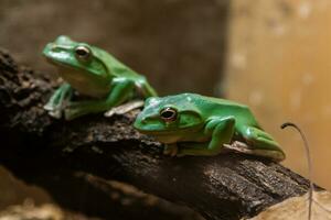 un crapaud vert est assis sur une branche photo