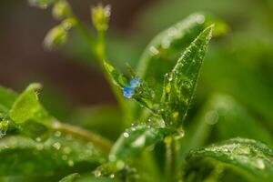 fleurs de champ macro bleu avec des feuilles vertes photo