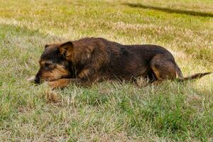 vieux chien posant et se reposant sur l'herbe en gros plan photo