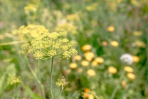 macro d'aneth vert avec beaucoup de fleurs photo