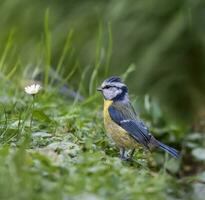 eurasien bleu mésange oiseau, cyanistes caeruleus, sur le herbe photo