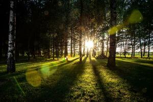 faible Soleil sur une le coucher du soleil dans une été visible par des arbres dans une forêt photo