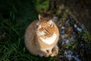 gingembre chat séance sur le herbe à la recherche en haut photo
