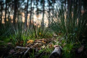 ne pas comestible sauvage champignon dans une l'automne fores dans soir le coucher du soleil couleurs, Ouest sussexe, Royaume-Uni photo