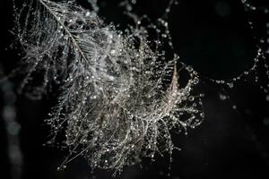 l'eau gouttelettes sur une plume après lumière pluie photo