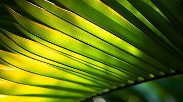 vert paume feuille proche en haut Contexte avec Soleil lumière et bokeh photo