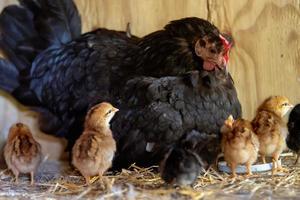 mère poule avec poussins photo