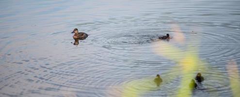 famille de canards sauvages sur un petit lac à l'état sauvage photo