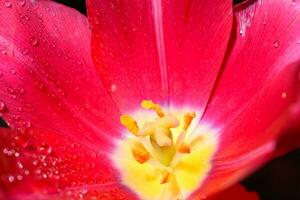 tulipe bouchent photo