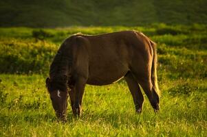 proche en haut de cheval en mangeant herbe dans le champ, tête cheval en mangeant herbe dans le champ, une cheval dans une Prairie photo