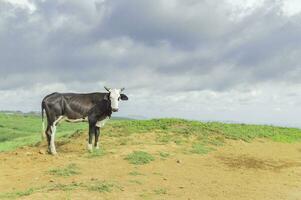 une vache en mangeant herbe dans le Frais champ, une veau en mangeant herbe sur une vert colline avec copie espace photo