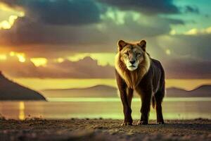 une Lion permanent sur le plage à le coucher du soleil. généré par ai photo