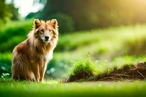 une chien séance dans le herbe sur une ensoleillé journée. généré par ai photo