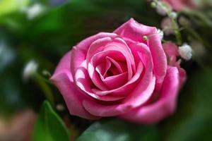 rose rose dans un bouquet de fête photo