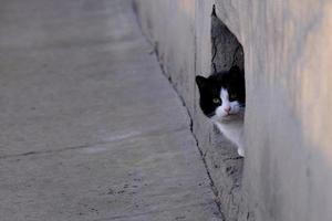 chat de rue tabby noir et blanc aux yeux verts portrait en gros plan photo