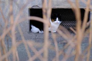 chat de rue tabby noir et blanc aux yeux verts portrait en gros plan photo