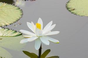 nénuphar flottant sur le lac photo