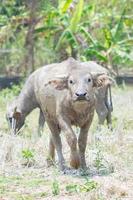 taureau de buffle thaïlandais regardant la caméra.