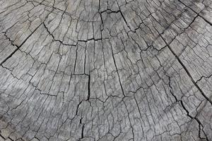 texture grise de souche d'arbre photo