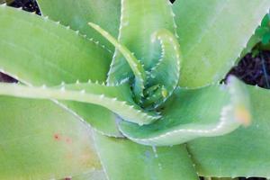 feuilles d'aloe vera en vue de dessus, photo