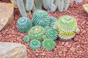 cactus - mamillaria nejapensis cactaceae photo