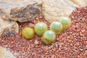 cactus - mamillaria sp. cactacées photo