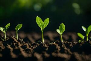 une groupe de Jeune les plantes croissance dans le saleté. généré par ai photo