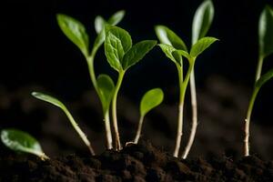 Jeune les plantes pousse de sol. généré par ai photo