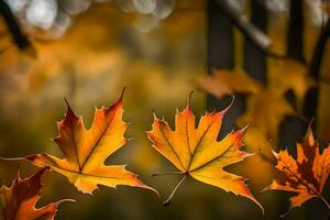 Trois érable feuilles sont montré dans le automne. généré par ai photo