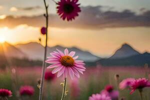 rose fleurs dans une champ à le coucher du soleil. généré par ai photo