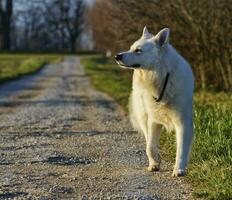 Suisse blanc berger photo