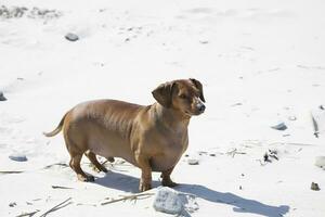 rouge teckel sur le plage photo