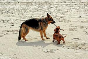 en jouant sur le plage bar chiensallemand berger et une petit roux teckel dans le chaud printemps Soleil photo