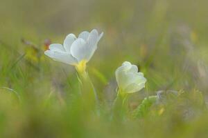 primula fleurs dans vert herbe avec agréable bokeh photo