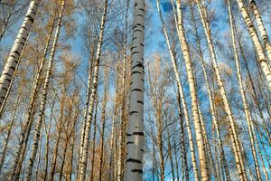 bouleau des arbres Contexte. photo