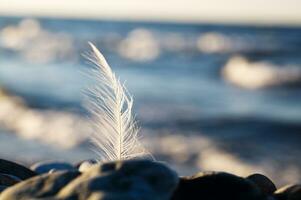 Plume de mouette coincée dans un rocher au bord de la mer photo