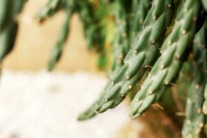 cactus de vert à lumière du soleil. photo