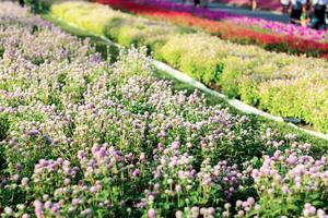 fleur terrain dans jardin. photo