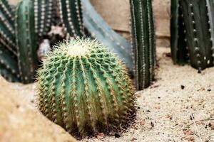 cactus de pointe sur sol. photo